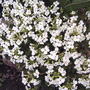 Arabis alpina