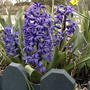Blue_hyacinth_2005-04-27