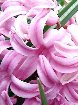 Pink hyacinth (Hyacinthus orientalis)