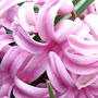 Hyacinthus orientalis