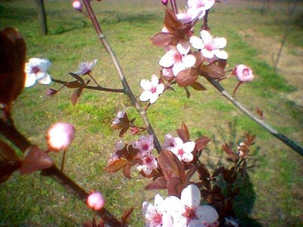 image_00528.jpg (Prunus spinosa Purpurea)