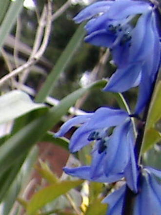 Does any one know what these are? (Scilla siberica (Siberian squill))