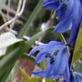 Scilla siberica (Siberian squill)