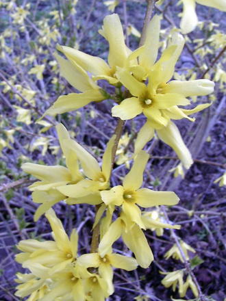 Forsythia (previous spring) (Forsythia)
