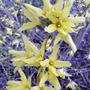 Forsythia_2005-04-27