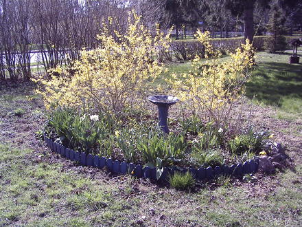 Forsythia (early one spring) (Forsythia)