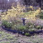 Forsythia