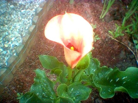 Arum Lily 2007 (Zantedeschia aethiopica (Arum lily))