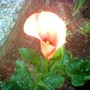 Zantedeschia aethiopica (Arum lily)