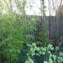 Bamboos___hellebores