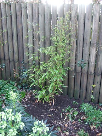 Phyllostachys nigra (Phyllostachys nigra (Black bamboo))