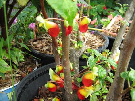 Impatiens Niamniamensis