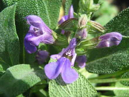 Salvia Lavandulifolia