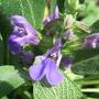 Salvia Lavandulifolia