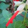 Salvia Splendens 'Sangria'