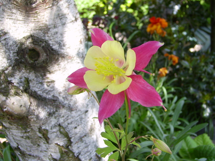 Aquilegia