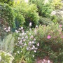 My very small, low maintenance garden