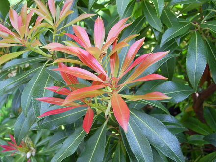 Pieris Forest Flame (Pieris japonica)