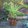 Cordyline