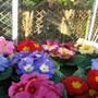 Greenhouse_babies