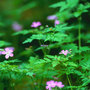 Forest_flowers