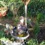 Bird_bath