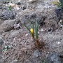 Crocus bud