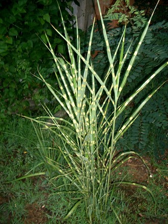 Zebra grass 2006 (Miscanthus sinensis (Miscanthus))