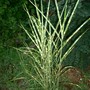 Miscanthus sinensis (Miscanthus)