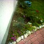 Festuca glauca