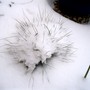 Blue fescue (Festuca glauca (Blue fescue))