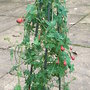 Tropaeolum tricolor
