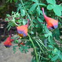Tropaeolum_tricolor_2