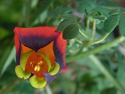 Tropaeolum tricolor 3 (Tropaeolum tricolor)