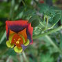 Tropaeolum_tricolor_3