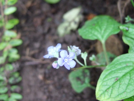 Omphalodes verna (Omphalodes verna)