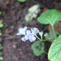Omphalodes_verna