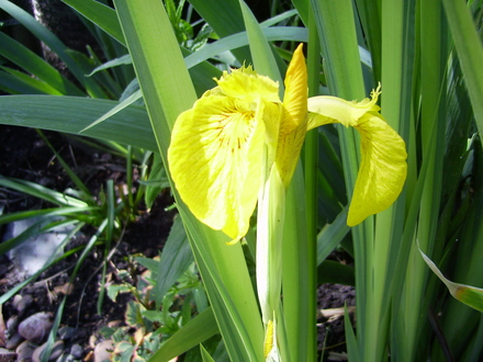 Yellow Iris by the pond (Iris pseudacorus)