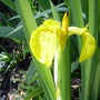 Iris pseudacorus