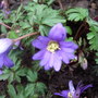 Anemone_blanda