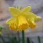 Tete a Tete (Narcissus Tete a Tete)
