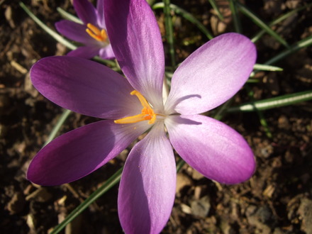 Purple Crocus enjoying the sun. (Crocus)
