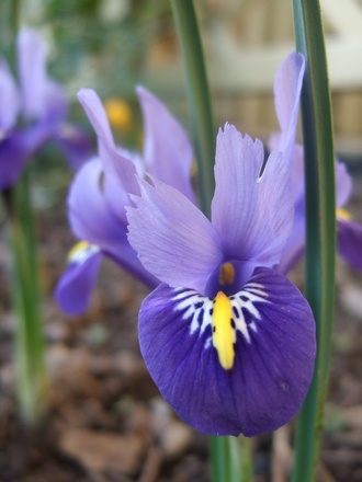 Iris reticulata (Iris reticulata)