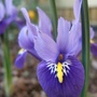 Iris reticulata