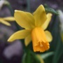 Narcissus