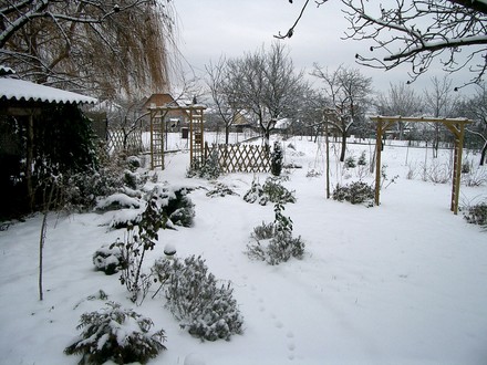Jan 2008 back garden