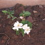 Thornless Blackberry Bush
