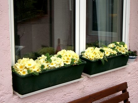 Window box on terrace March 2007