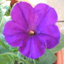 Petunia