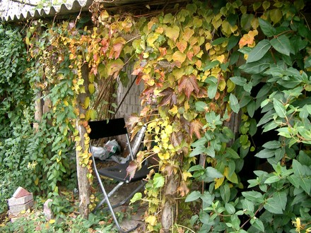 Creeper around pig house